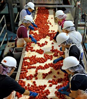 Morning Star chaine de production vue inérieure.jpg